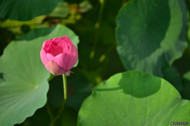 到底誰才是主角...