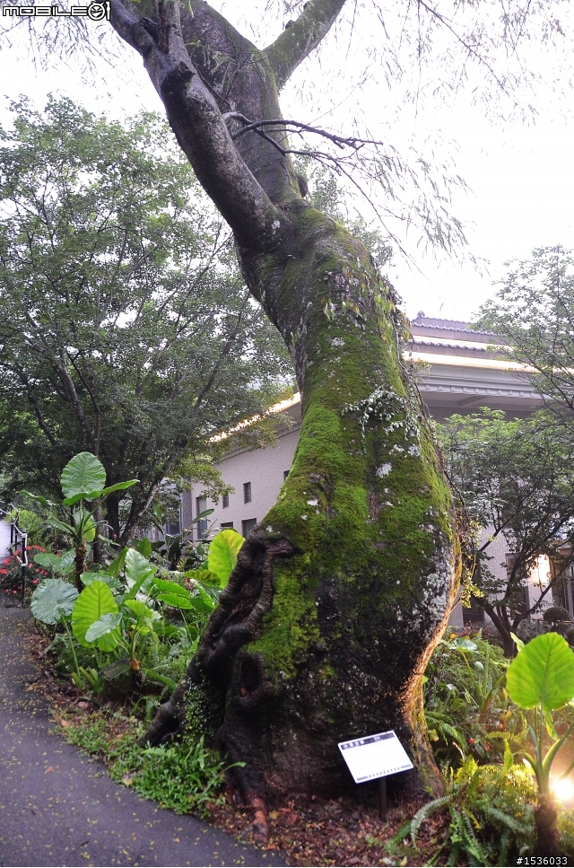 開著Luxgen SUV到三峽大板根紀錄多種板根植物,加映三峽老街。