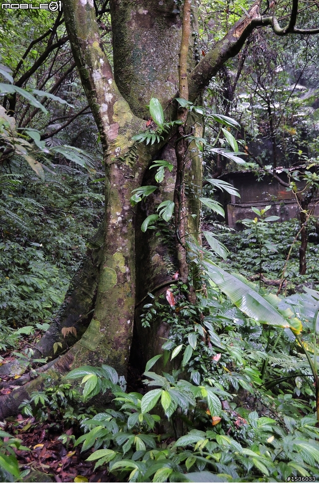 開著Luxgen SUV到三峽大板根紀錄多種板根植物,加映三峽老街。