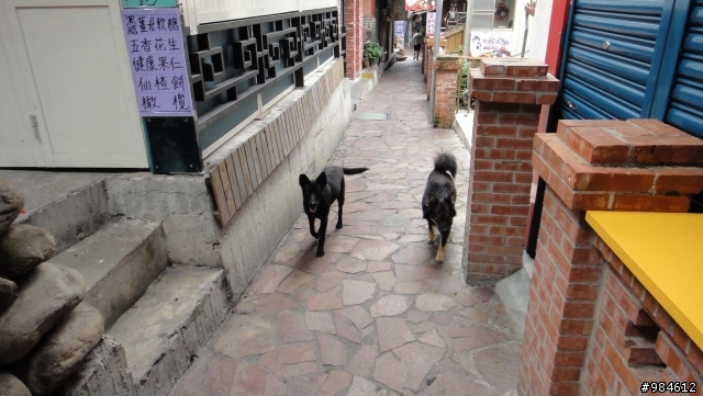 大白的一路迢迢遠,翻山越嶺南庄行