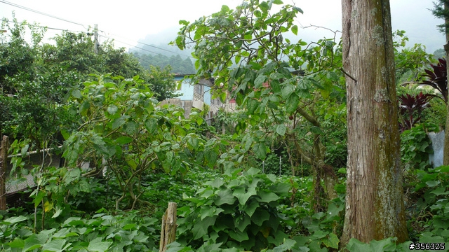 我們騎單車,我們遇見玉山。