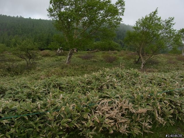 2011日本長野美之原爬坡賽