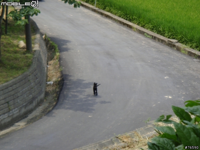 目擊桃園縣八德市中路復育公園有人棄養小黑狗