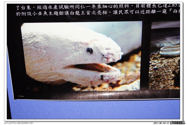 2011-0610~0612 三日台東鐵屁股