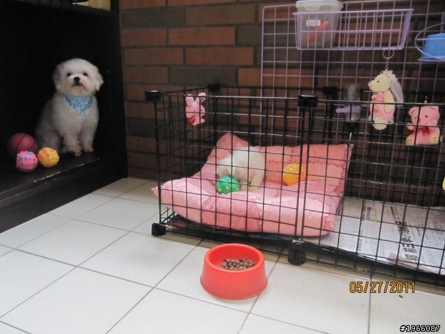 迷你瑪爾濟斯2個月大,飼養聊天區 (附照片)