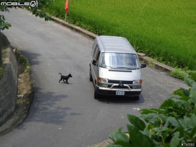 目擊桃園縣八德市中路復育公園有人棄養小黑狗