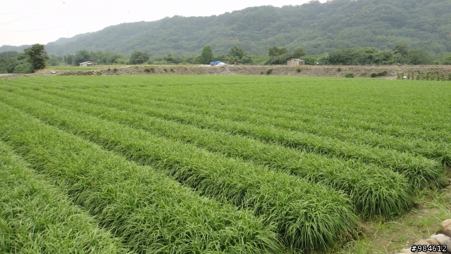 大白的一路迢迢遠,翻山越嶺南庄行