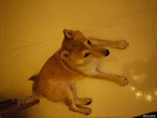 (開放領養~~) 北投區忠義捷運站 拾獲 母柴犬 一隻