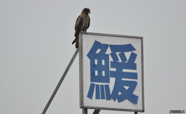 日本石川縣能登半島4天3夜的單車騎遇 下(第三天和第四天, 圖多)