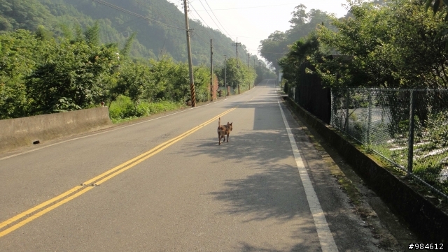 大白的一路迢迢遠,翻山越嶺南庄行