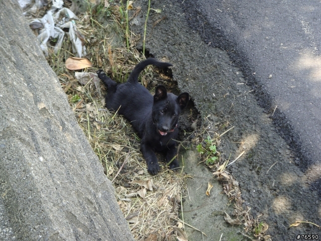 目擊桃園縣八德市中路復育公園有人棄養小黑狗