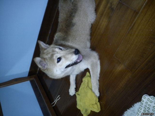 (開放領養~~) 北投區忠義捷運站 拾獲 母柴犬 一隻