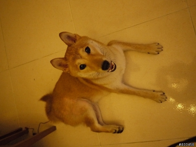 (開放領養~~) 北投區忠義捷運站 拾獲 母柴犬 一隻
