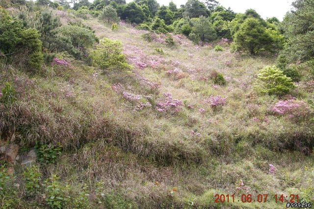 2011.06.07中橫挑戰行(西進東出)