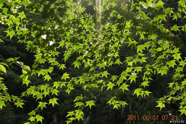 2011.06.07中橫挑戰行(西進東出)