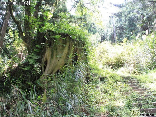 端午連假去山上