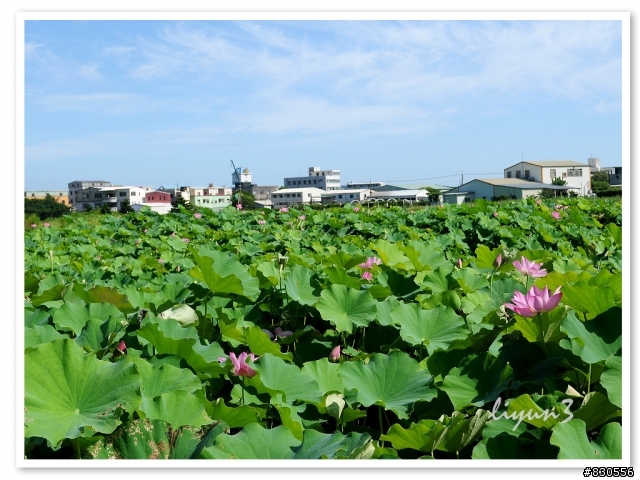 2011北海岸花海季+0628拍三芝花海