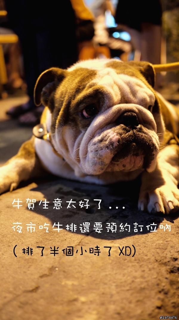 【台中牛賀】挑戰36盎司超大牛排