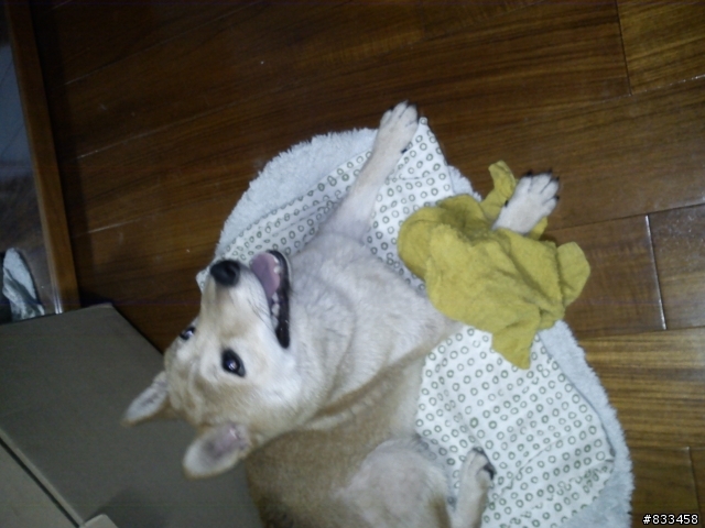 (開放領養~~) 北投區忠義捷運站 拾獲 母柴犬 一隻