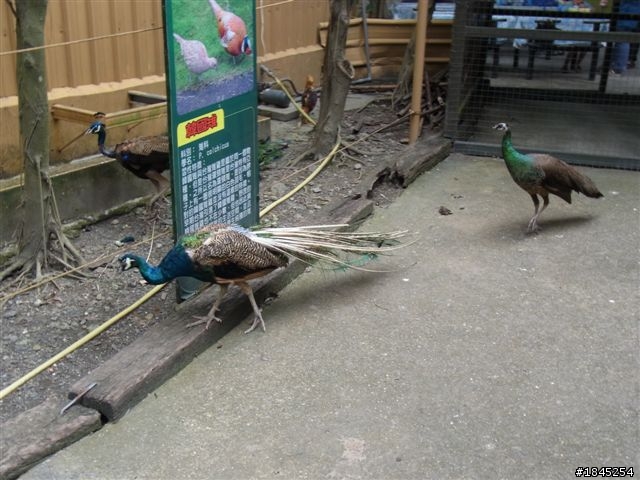 屏東八大森林遊樂園