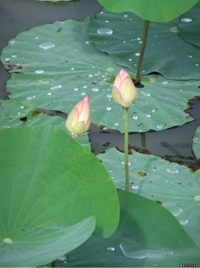 桃園蓮花季半日遊