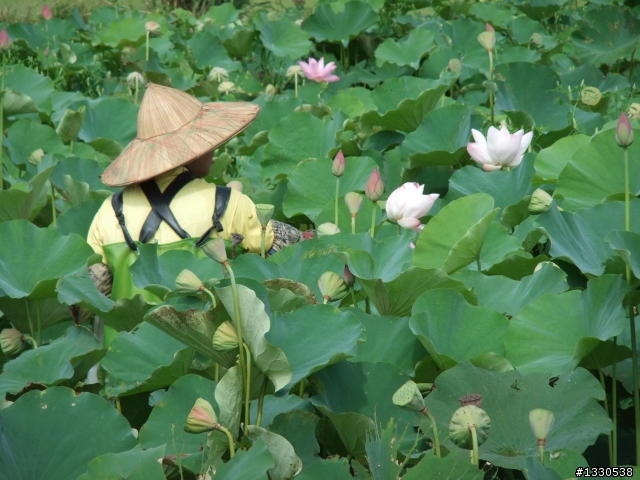 桃園蓮花季半日遊
