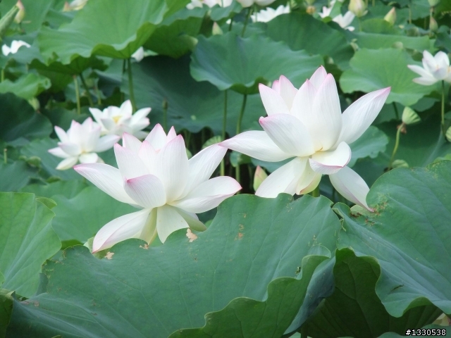 桃園蓮花季半日遊