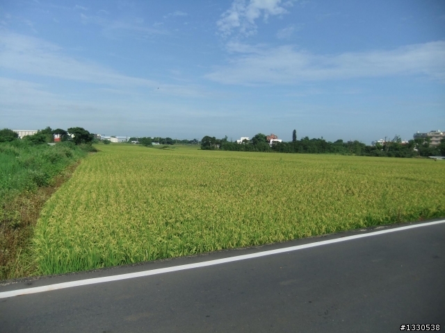 桃園蓮花季半日遊