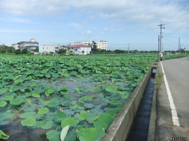 桃園蓮花季半日遊