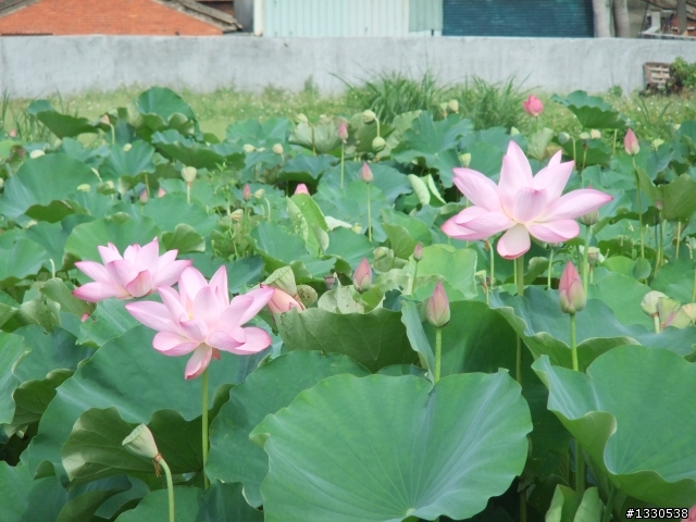 桃園蓮花季半日遊