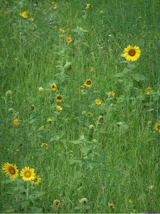 桃園蓮花季半日遊