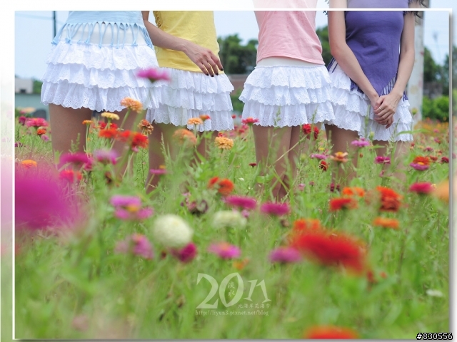2011北海岸花海季+0628拍三芝花海