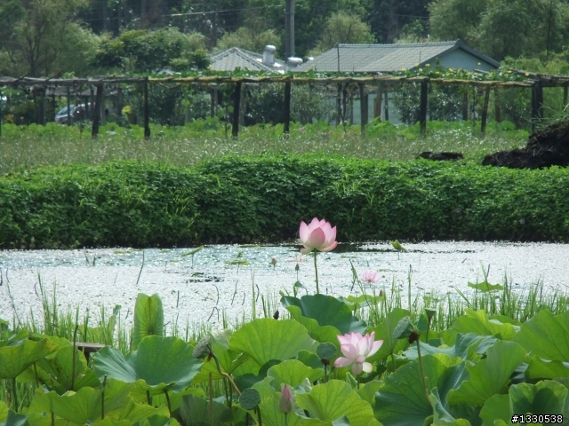 桃園蓮花季半日遊