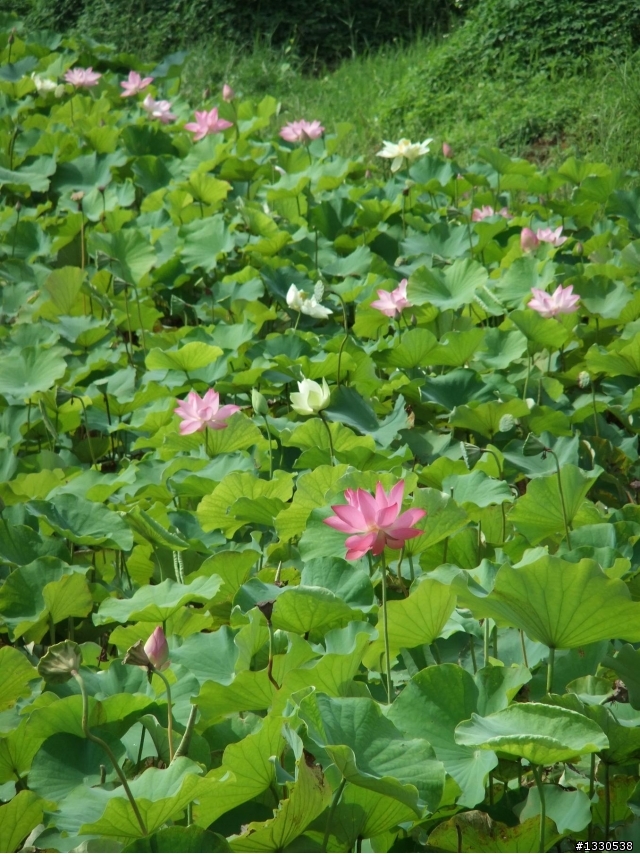 桃園蓮花季半日遊