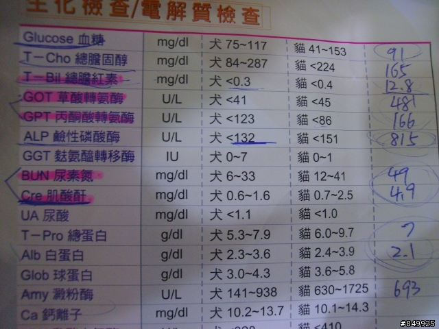 我家狗生了一場大病!!