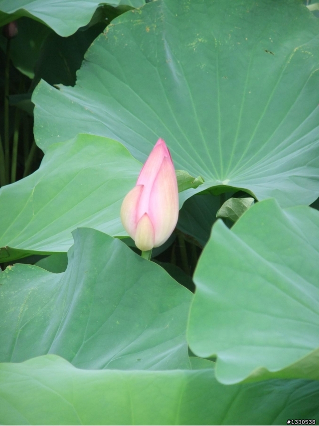 桃園蓮花季半日遊