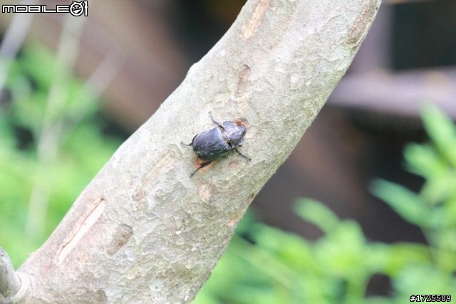 CANON 70-300 f4-5.6L IS USM 之不專業開箱文+整合更新測試