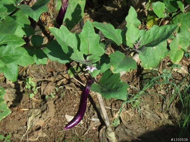 桃園蓮花季半日遊
