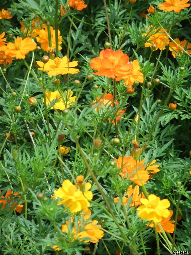 桃園蓮花季半日遊