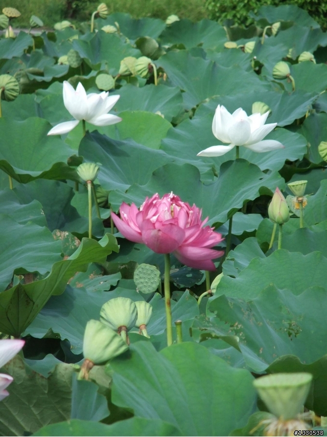 桃園蓮花季半日遊