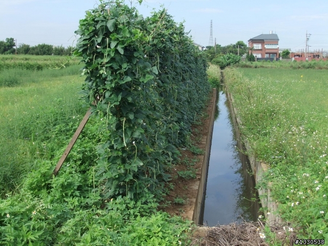 桃園蓮花季半日遊