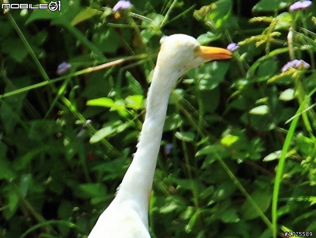CANON 70-300 f4-5.6L IS USM 之不專業開箱文+整合更新測試