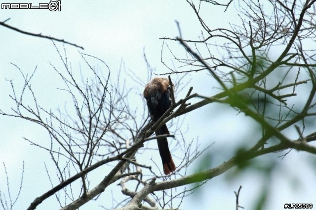 CANON 70-300 f4-5.6L IS USM 之不專業開箱文+整合更新測試