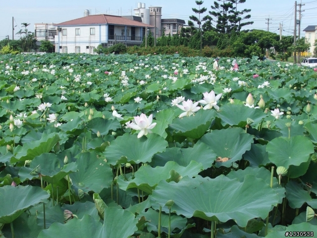 桃園蓮花季半日遊