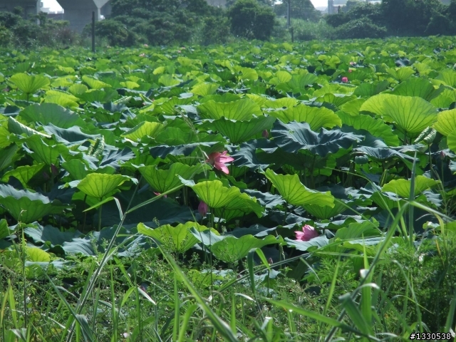 桃園蓮花季半日遊