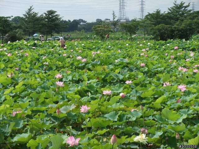 桃園蓮花季半日遊