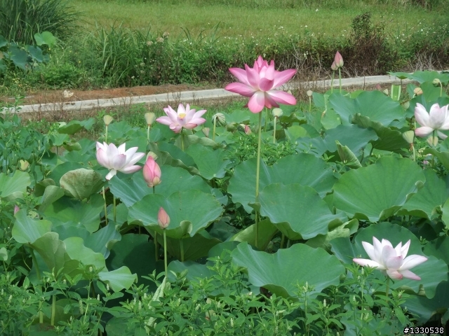 桃園蓮花季半日遊