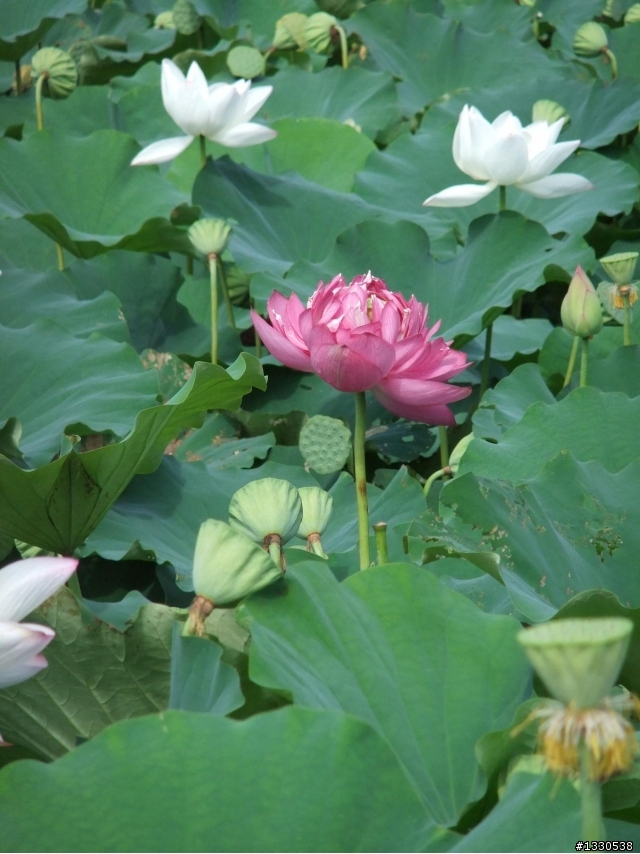 桃園蓮花季半日遊