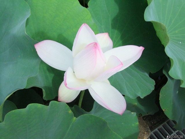 桃園蓮花季半日遊