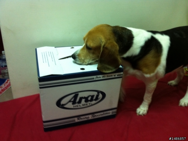 【開箱】南海限定 消光白 ARAI RAM4 !!?? SZ MZ 傻傻分不清楚!!!